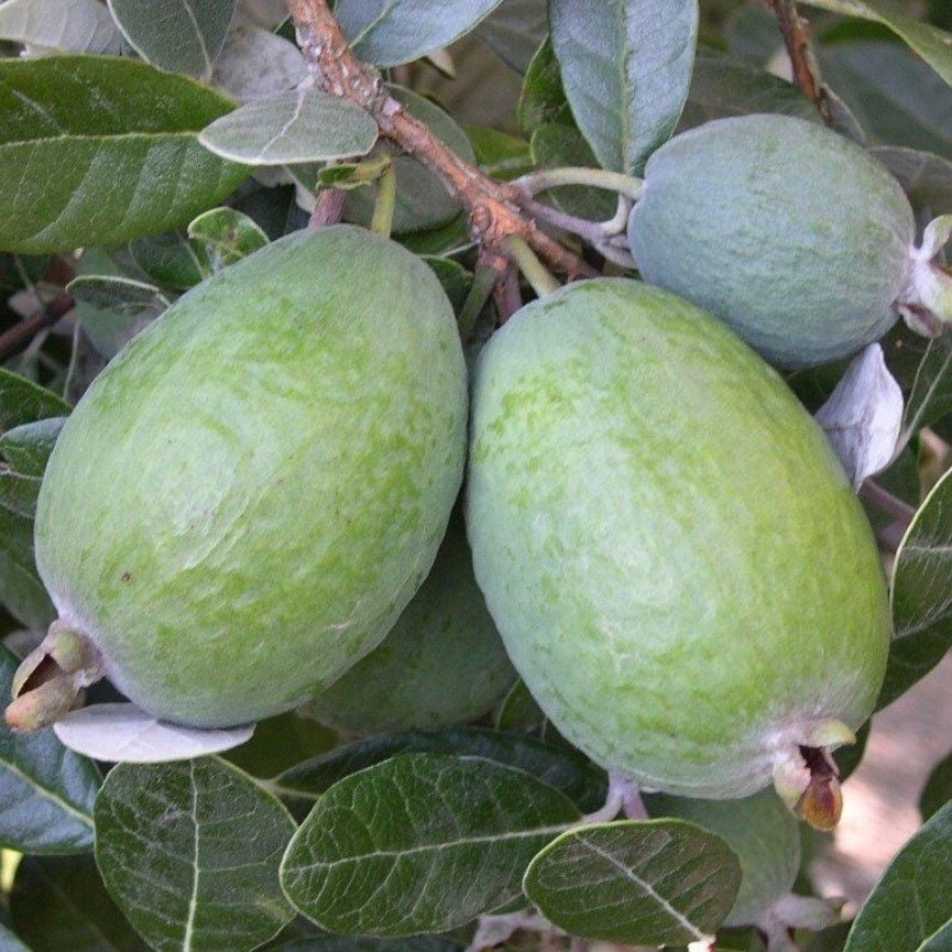 Birden Fazla Aromalı  Kaymak Ağacı Feijoa Fidanı Seneye Meyve Verir Durumda