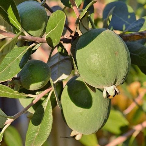 Birden Fazla Aromalı  Kaymak Ağacı Feijoa Fidanı Seneye Meyve Verir Durumda