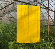 BKS Yellow Sarı Yapışkan Tuzak Beyaz (25 cmx40 cm)