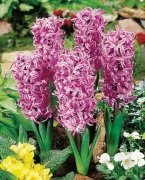 Splendid Cornelia Sümbül Soğanı 10 Adet