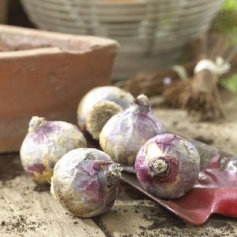 Yoğun Kokulu Blue Pearl Kokulu Sümbül Soğanı (3 adet)