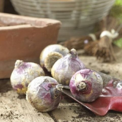 Yoğun Kokulu Blue Pearl Kokulu Sümbül Soğanı (3 adet)