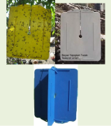 BKS Yellow Sarı Yapışkan Tuzak Beyaz (25 cmx40 cm)