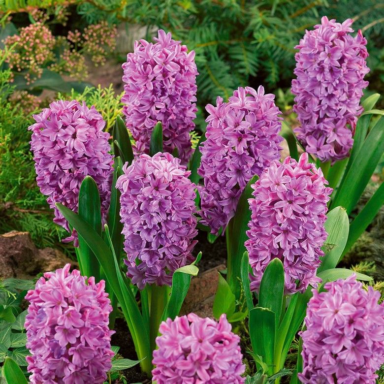 Purple Voice Kokulu Sümbül Soğanı (3 adet)