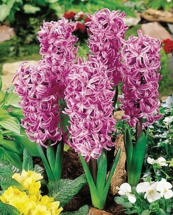 Splendid Cornelia Sümbül Soğanı 50 Adet