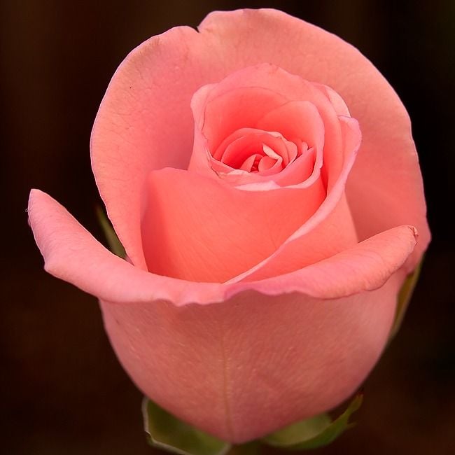 Tüplü Pembe Renkli  Baston Gül Fidanı