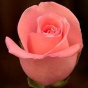 Tüplü Pembe Renkli  Baston Gül Fidanı