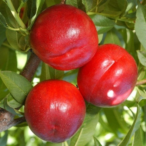 Açık Kök Yarı Bodur Red Nektarin Fidanı