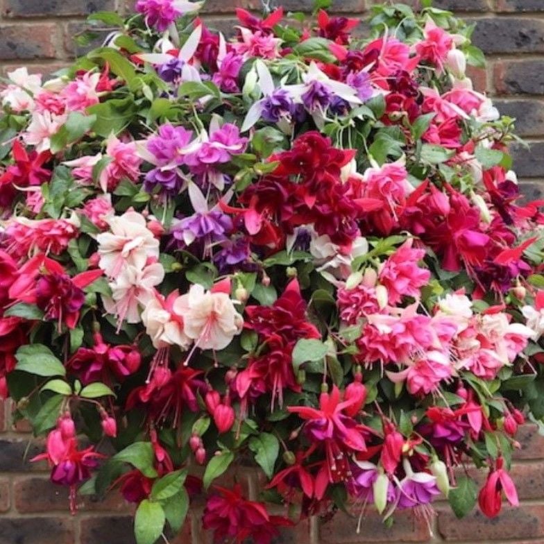 Sarkıcı XXL Çiçekli Fuchusia Karışık Küpeli Küpe Çiçeği Fidesi (20 adet)