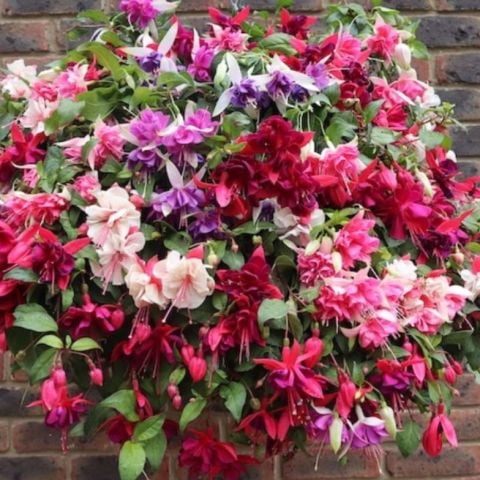 Sarkıcı XXL Çiçekli Fuchusia Karışık Küpeli Küpe Çiçeği Fidesi (20 adet)