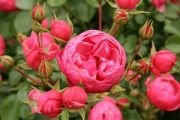 Tüplü Aşılı Pompenella Pembe Yediveren Kokulu  Gül Fidanı