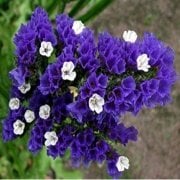 Limonium Sinuatum Deep Blue Deniz Lavantası Tohumu(30 tohum)