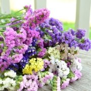 Limonium Sinuatum Pure White Deniz Lavantası Tohumu(30 tohum)