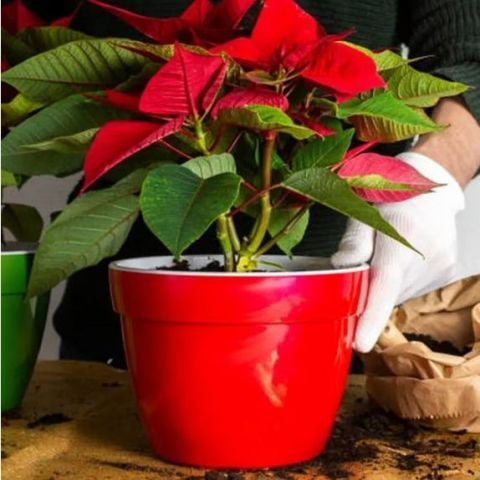 Yaprak Dökmeyen Poinsetia Atatürk Çiçeği Fidesi (2 Adet)