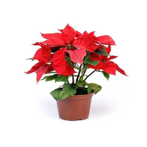 Yaprak Dökmeyen Poinsetia Atatürk Çiçeği Fidesi (2 Adet)