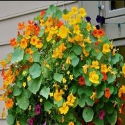 Tropaeolum Single Apricot Latin Çiçeği Tohumu (10 adet)