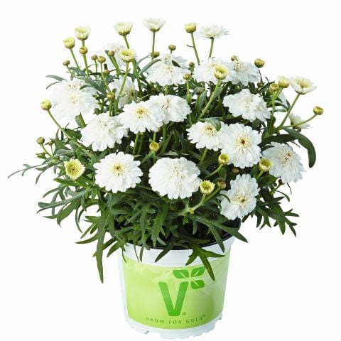 Aramis  Double White  Katmerli Çeşme Papatyası Çiçeği Fidesi (2 Adet Fide)