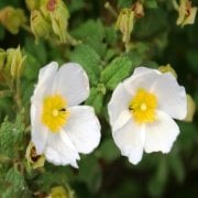 Tıbbı Aromatik Beyaz Çiçekli Laden Çiçeği Fidanı