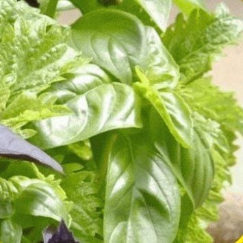 Karanfil Kokulu Fesleğen Tohumu (200 tohum)