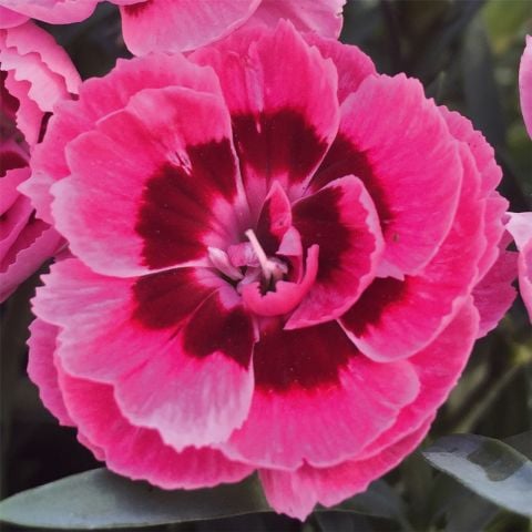 Nadir Kokulu Sweet Pleasure Pink Eye  Karanfil Çiçeği Fidesi (2 adet)