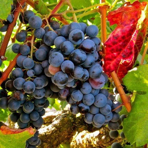Açık Kök Alicante Bouschet Üzüm(Asma-Bağ) Fidanı