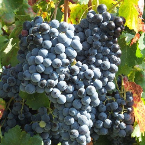 Açık Kök Alicante Bouschet Üzüm(Asma-Bağ) Fidanı