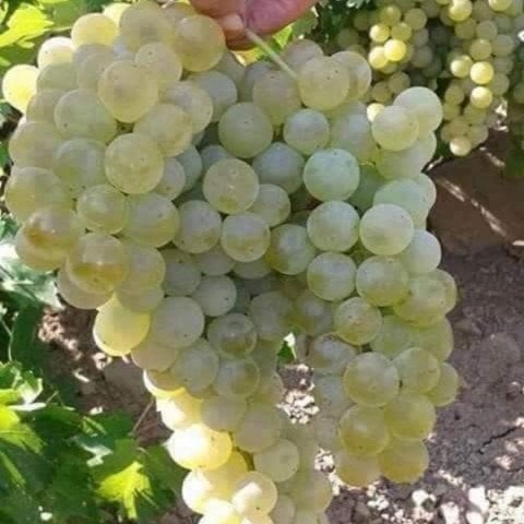 Açık Kök Amasya Beyazı Üzüm(Asma-Bağ) Fidanı
