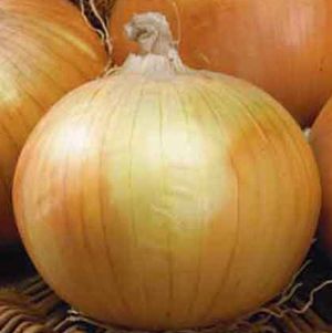 Geleneksel Tohumları Erkenci Teksas Grano Soğan Tohumu(50 tohum)