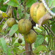 Elephant Apple(Fil Elması) Tohumu 5 adet