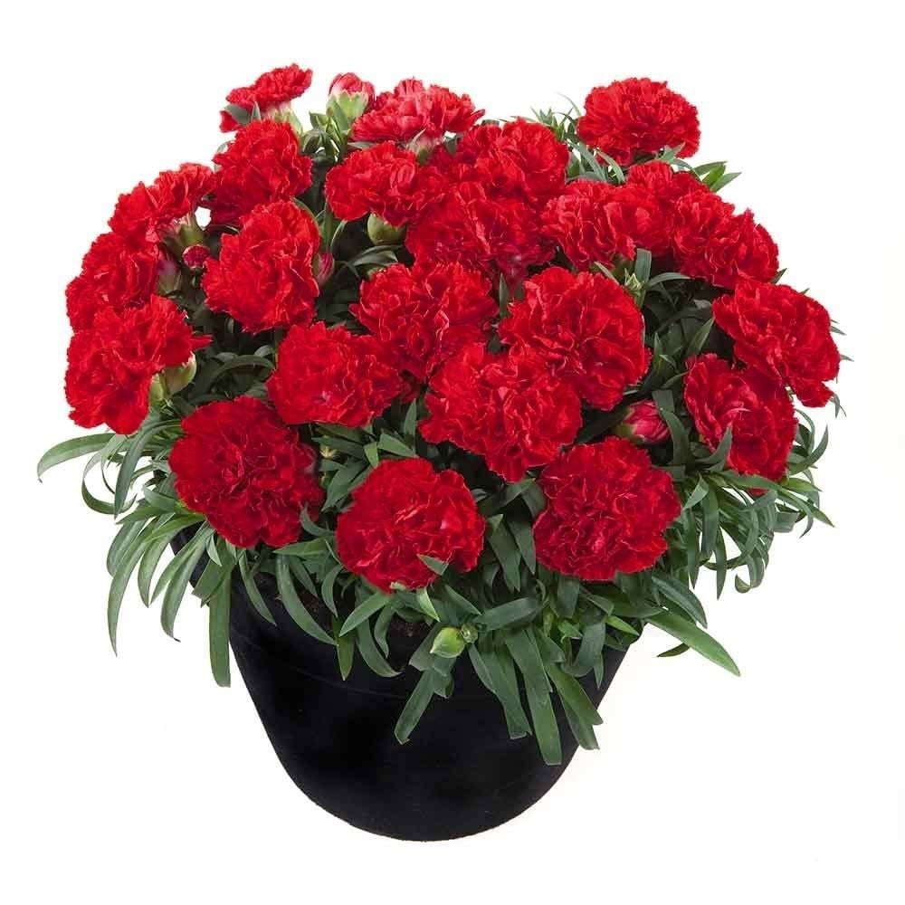 Nadir Kokulu Sweet Pleasure Red  Karanfil Çiçeği Fidesi (2 adet)
