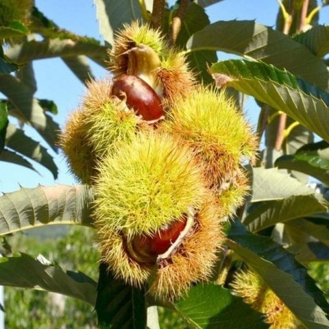 Açık Kök Bouche de Betizac Kestane Fidanı