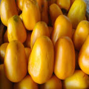 Cocono Fruit Tohumu 5 adet
