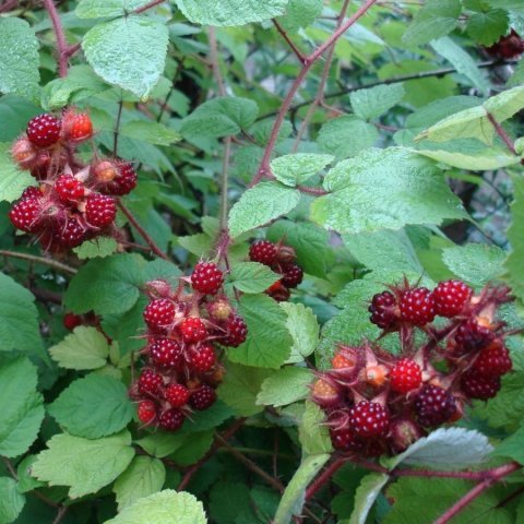 Açık Kök Tatlı Wineberry Japon Böğürtlen Fidanı
