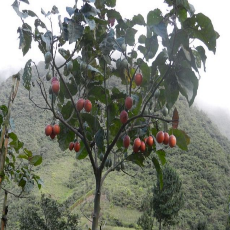 Tree Tomato Tohumu(5 adet)