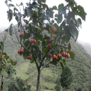 Tree Tomato Tohumu(5 adet)