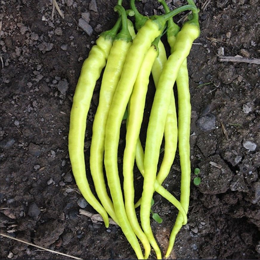 Geleneksel Yalova Çorbacı Lezzetli Sarı Sivri Tatlı Biber Fidesi (5 Adet)