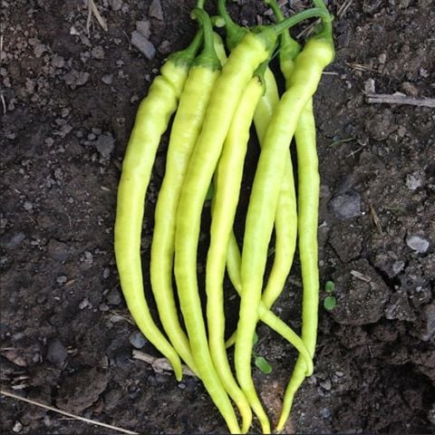 Geleneksel Yalova Çorbacı Lezzetli Sarı Sivri Tatlı Biber Fidesi (5 Adet)