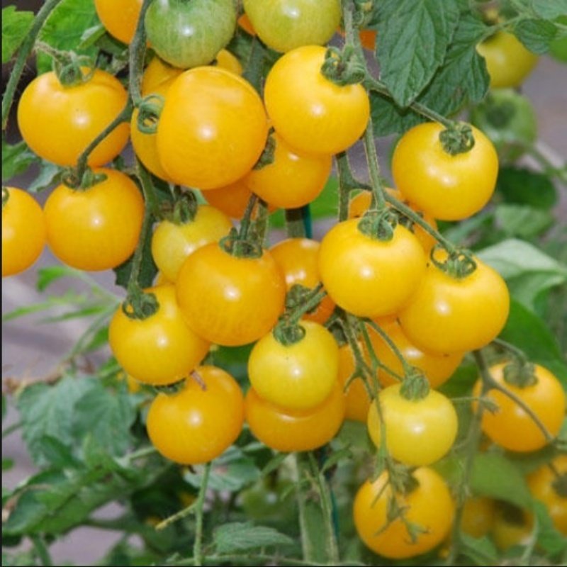 Doğal Yellow Currant Domates Tohumu (20 Tohum)