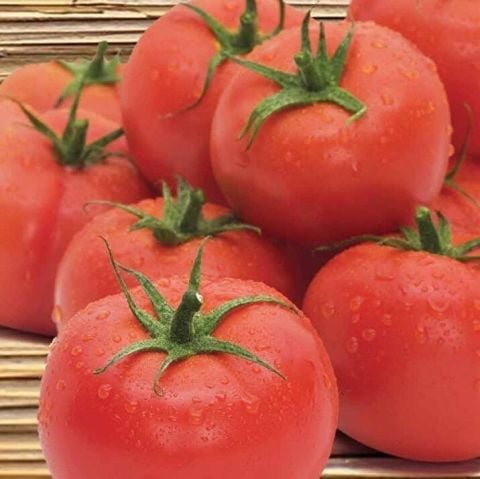 Geleneksel İnce Kabul Etli 2274 Domates Fidesi (5 adet)