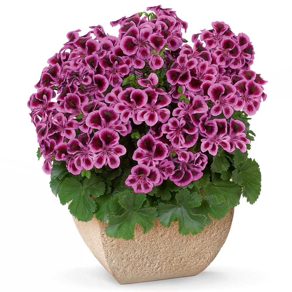 PAC® Angeleyes Blueberry Sardunya Canan Çiçeği Fidesi (2 adet)