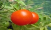 Doğal Delicious Domates Tohumu(20 adet)