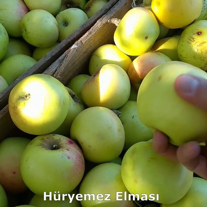 Açık Kök Hüryemez Elma Fidanı