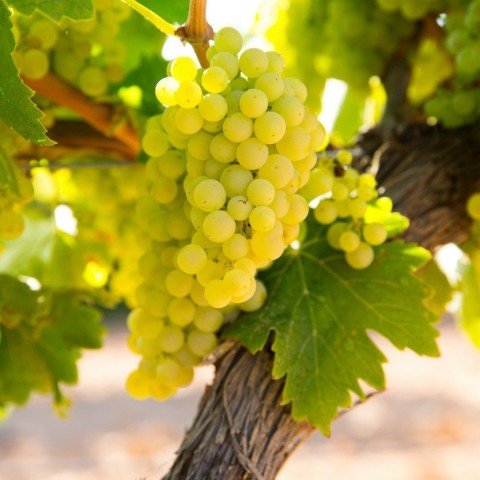 Açık Kök Chardonnay Üzüm(Asma-Bağ) Fidanı