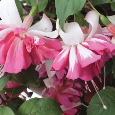 XXL Çiçekli Katmerli Marbeller Double White Pink Küpe Çiçeği Fidesi (1 adet)