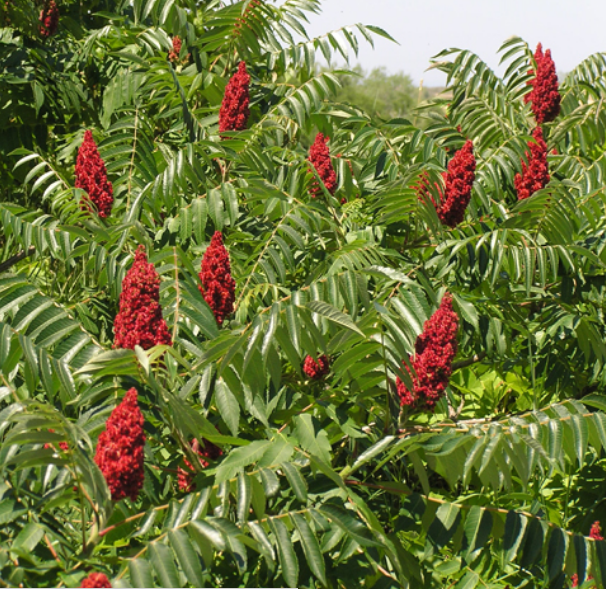 Tüplü Kızaran Yapraklı Rhus Typhina Amerikan Sumağı Fidanı (15-20 cm)