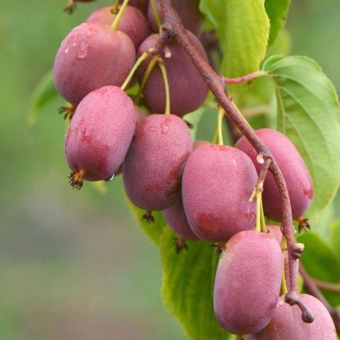 Geleneksel Soğuklara Dayanıklı  Kivi Actinidia Arguta Ken's Red Kırmızı Kivi Fidanı