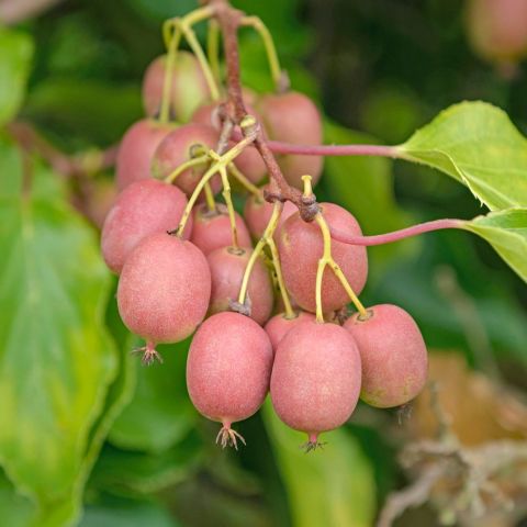 Geleneksel Soğuklara Dayanıklı  Kivi Actinidia Arguta Ken's Red Kırmızı Kivi Fidanı