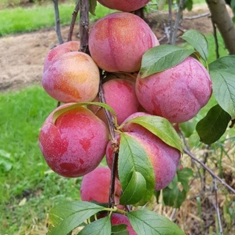 Açık Kök Yarı Bodur Autumn Giant Erik Fidanı