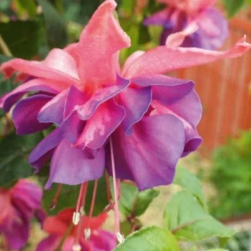 XXL Çiçekli Katmerli Marbeller Double Pink Blue Küpe Çiçeği Fidesi (1 adet)