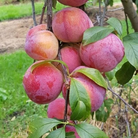 Tüplü Yarı Bodur Autumn Giant Erik Fidanı